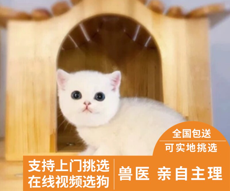 英国短毛猫折耳矮脚蓝猫渐层蓝白布偶猫美短起司幼猫宠物猫咪活体