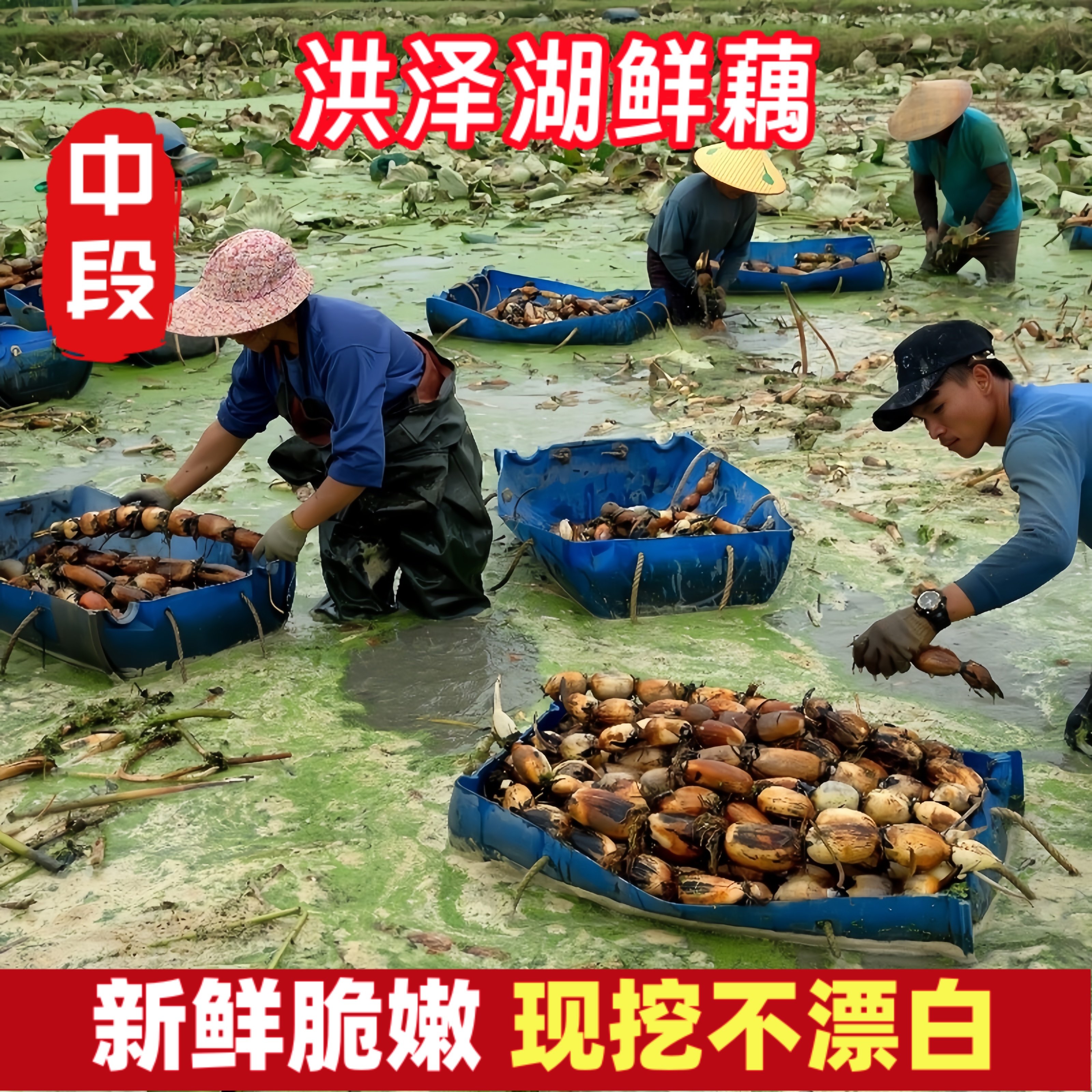 新鲜农家现挖嫩莲藕当季新藕洪泽湖九孔白莲藕炒菜凉拌做馅料炖汤