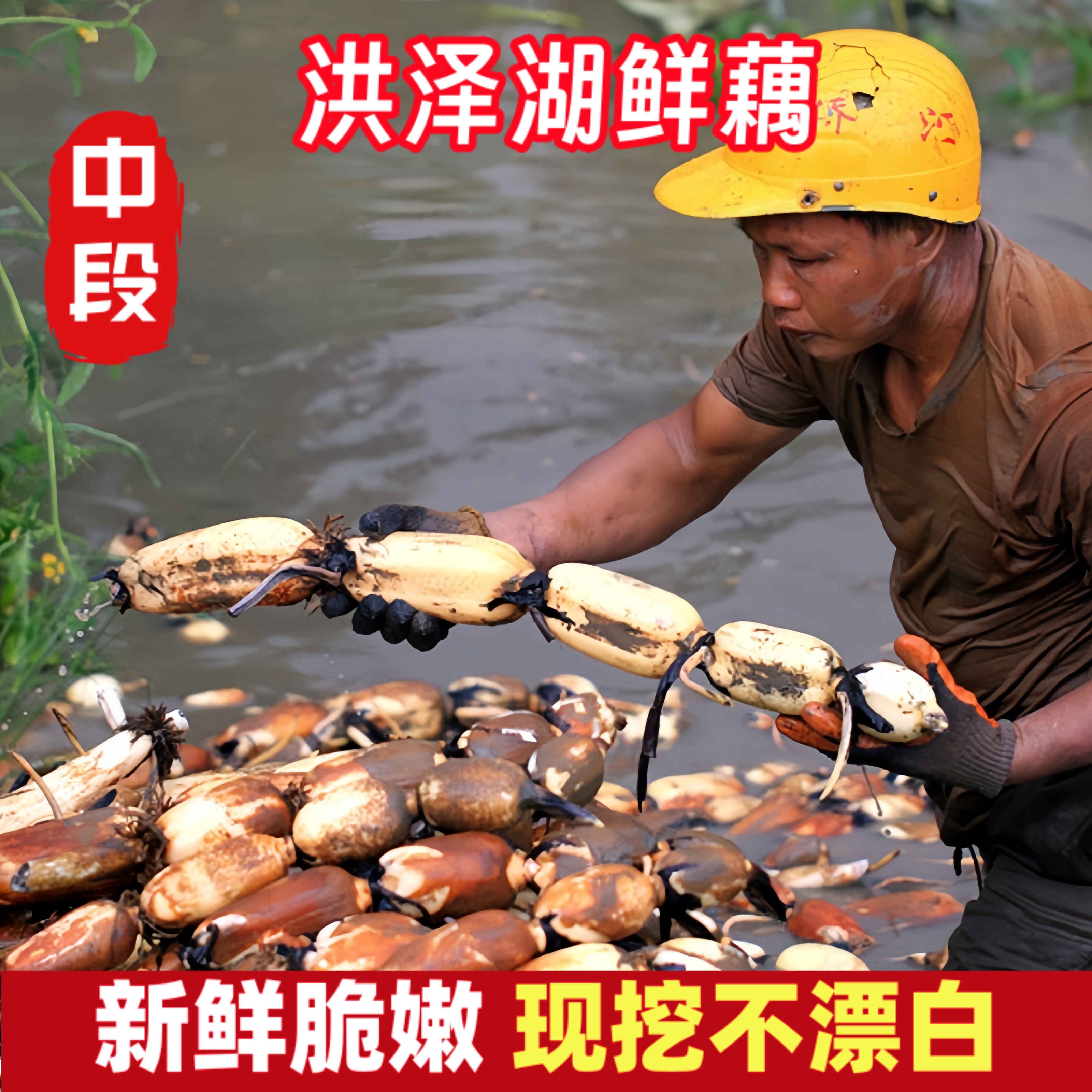 新鲜农家现挖嫩莲藕当季新藕洪泽湖九孔白莲藕炒菜凉拌做馅料炖汤