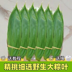 主播精选棕叶免邮新鲜大号新叶包粽子的叶子端午节商用批发粽叶