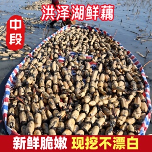 正宗洪泽湖脆藕莲藕新鲜现挖洪湖莲藕带泥巴藕九孔藕莲藕糯米藕