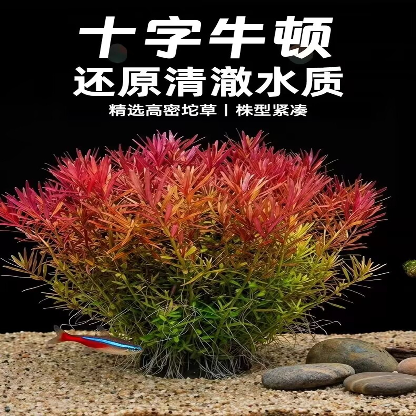 十字牛顿净水水草水下叶坨草新手