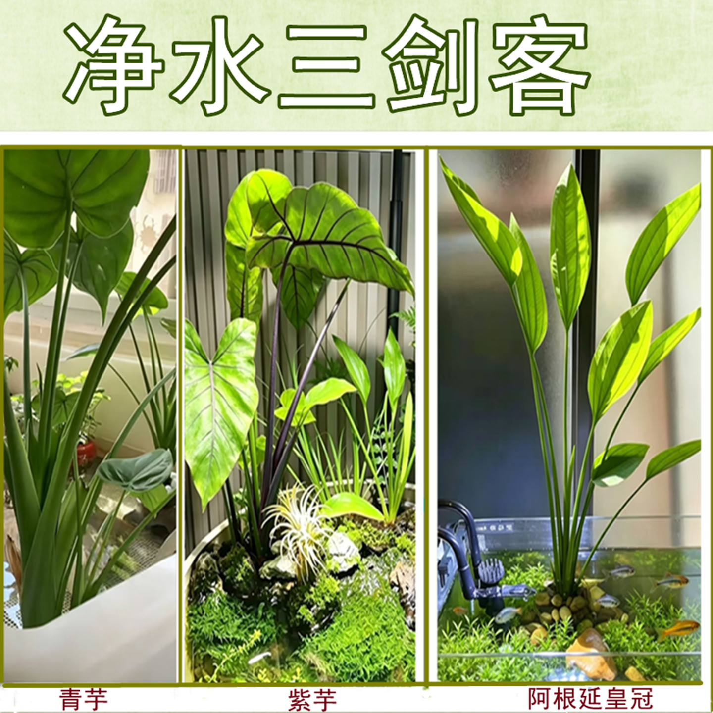 龟缸植物紫芋青芋阿根廷皇冠苗水培养龟养鱼净水过滤套餐庭院造景