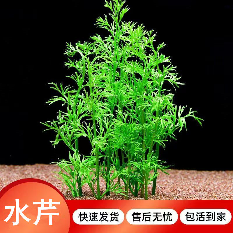 水草鱼缸专用好养水芹净化水质