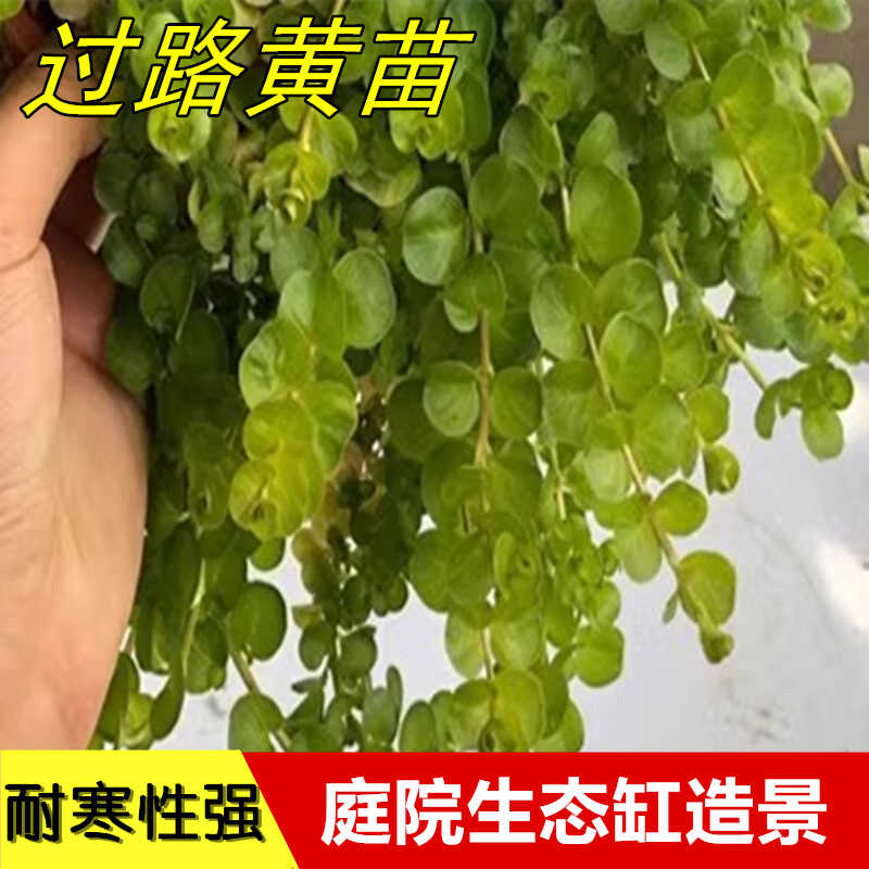 观叶植物金叶过路黄可水培绿植盆栽苗鱼缸庭院造景黄金串吊兰耐寒