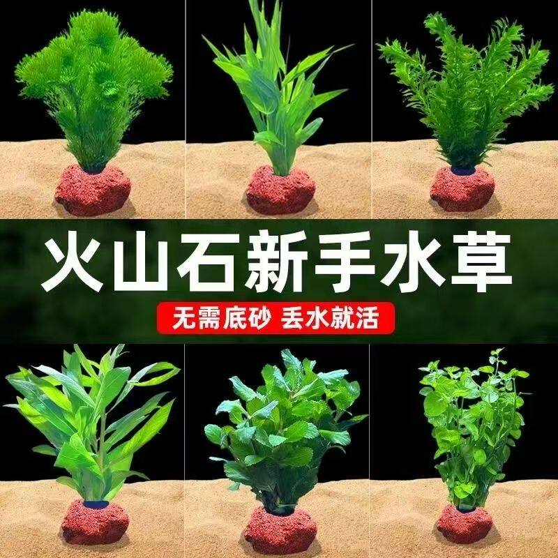 鱼缸造景摆件水培植物蜈蚣草微景缸增氧火山石水草养鱼好养易活