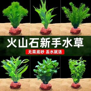 鱼缸造景摆件水培植物蜈蚣草微景缸增氧火山石水草养鱼好养易活