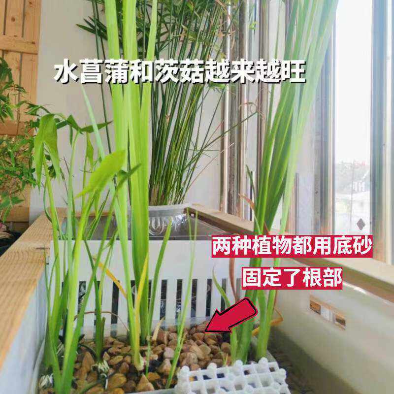 水菖浦苗水族宠物造景套餐生态水草龙根龟缸鱼缸挺水植物沼泽过滤