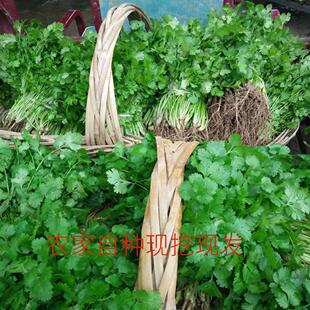 湖北露天新鲜香菜小芫荽臭菜火锅菜3斤包邮带泥发货现摘坏单包赔