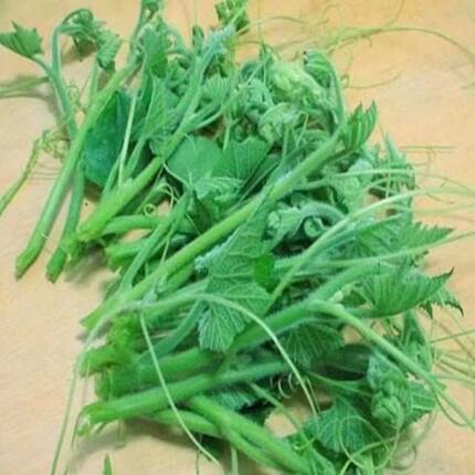 湖北农家山上自种新鲜南瓜藤现摘南瓜尖时令蔬菜2斤现摘新鲜