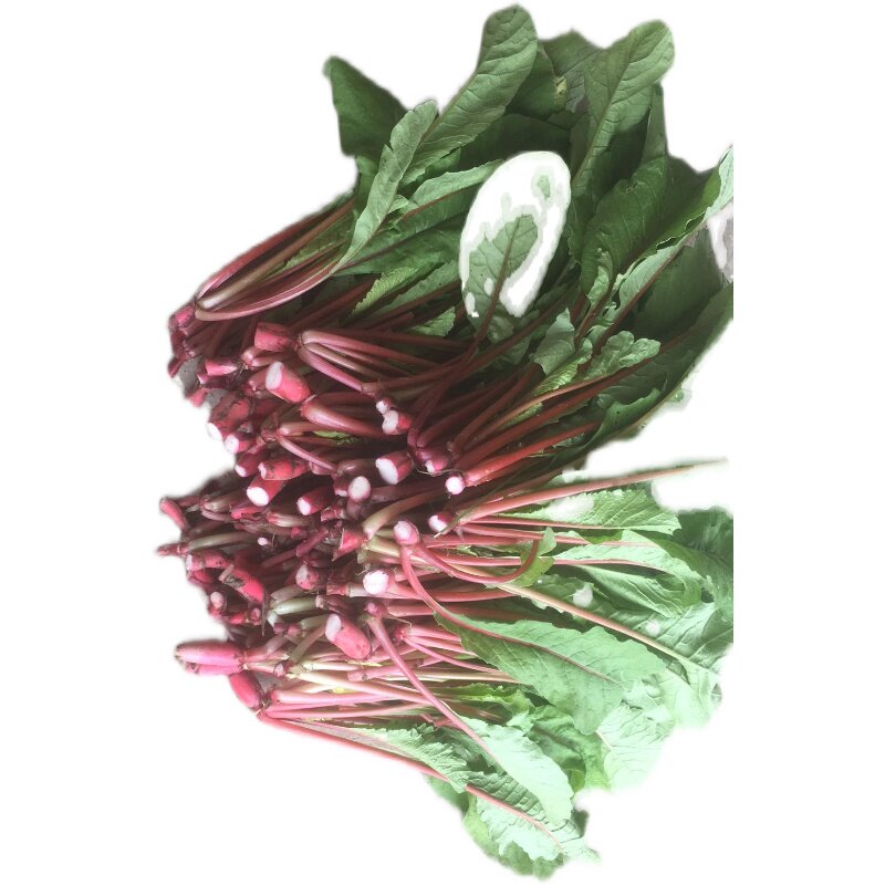 湖北农家露天自种新鲜萝卜菜萝卜秧酸菜黄菜原料现摘现发包邮