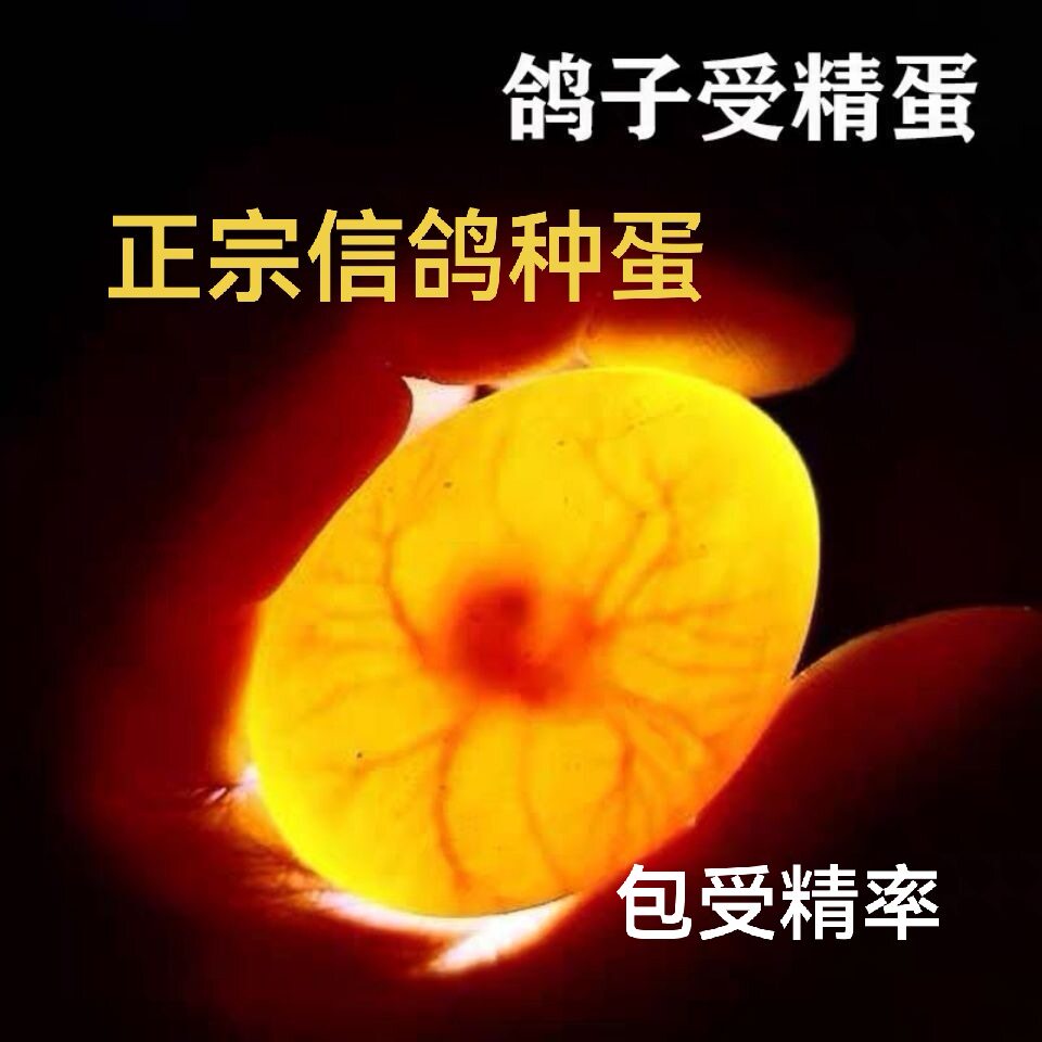 信鸽受精蛋种蛋小体型鸽子蛋家养信鸽种蛋可人工孵化小鸽子的种蛋
