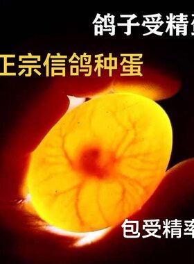 信鸽受精蛋种蛋受精鸽子蛋正宗信鸽种蛋可人工孵化小鸽子的种蛋