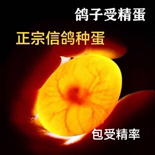 信鸽受精蛋种蛋受精鸽子蛋正宗信鸽种蛋可人工孵化小鸽子的种蛋