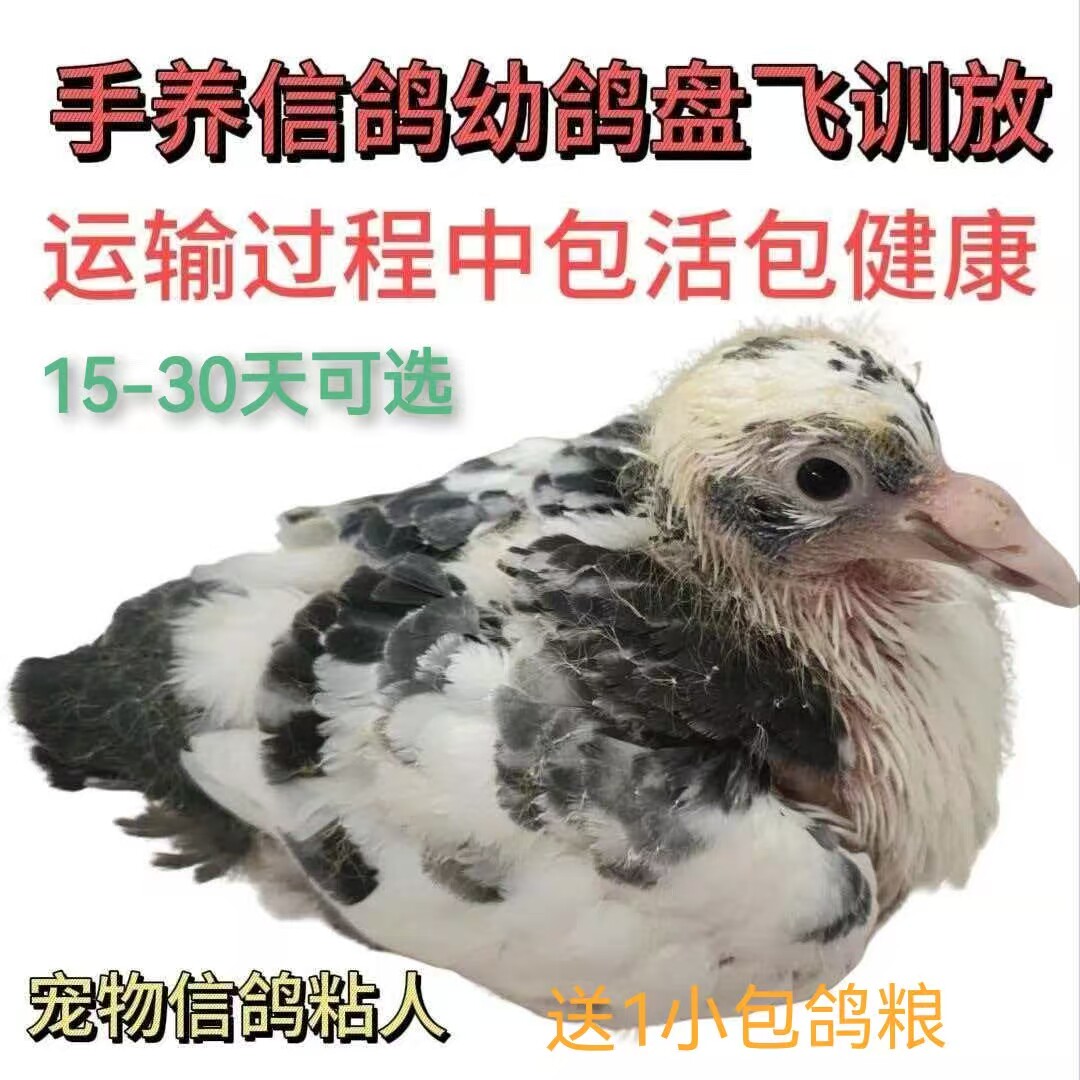 手养信鸽盘飞幼鸽活乳鸽带环小鸽子苗人工喂养跟飞  正宗宠物信鸽