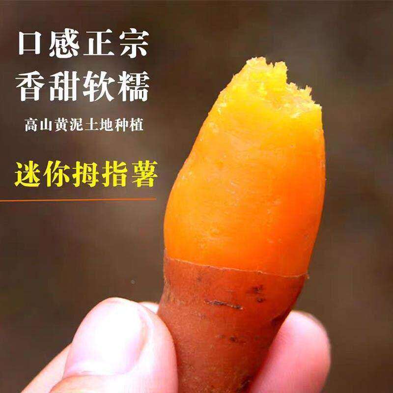 正宗贵州紫云红心红薯新鲜农家自种板栗小香薯烤番薯糖芯密薯地瓜