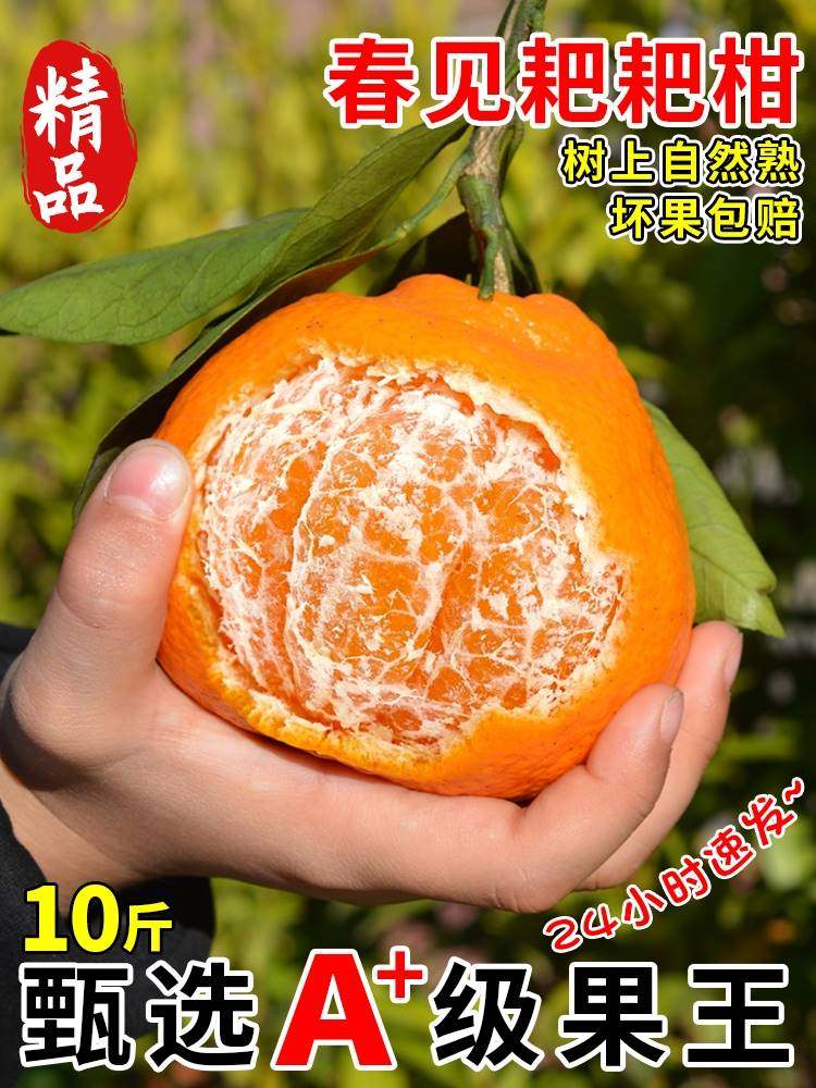 正宗四川春见耙耙柑旗舰店粑粑柑杷杷柑特级橘子新鲜水果10斤