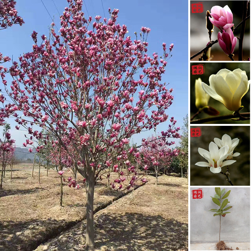 庭院地栽植物红紫玉兰花广玉兰大树苗大型四季黄白玉兰盆栽绿化苗