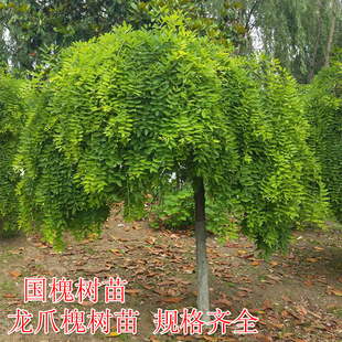 正宗嫁接龙爪槐树苗庭院绿化植物国槐苗槐树苗风景树户外名贵树苗