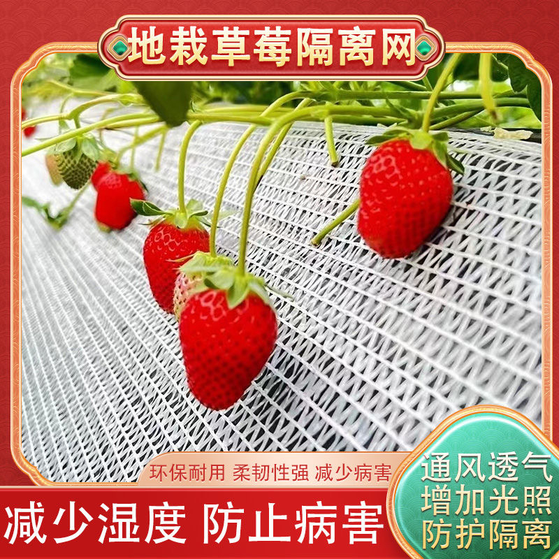 地栽草莓托果网草莓隔离网兜垫网白色遮阳网大棚草莓高架果托网