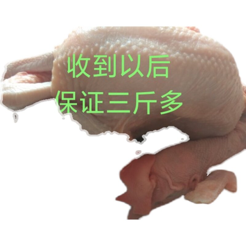 【清】散养老母鸡【真】鸡土鸡老整鸡/整鸡制品