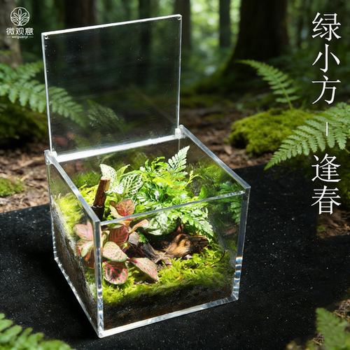 创意绿植桌面摆件送礼佳品