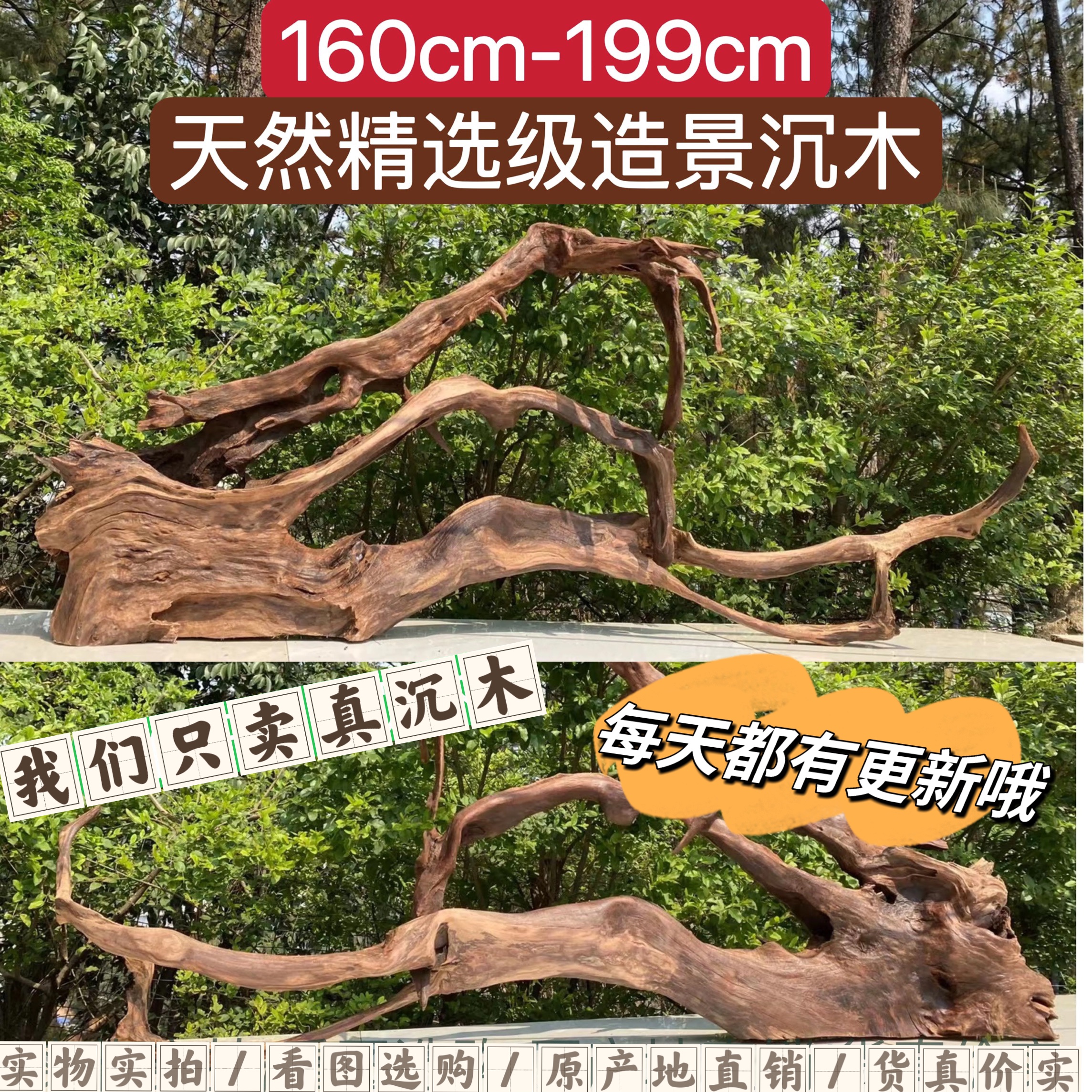 160cm-199cm大号沉木拱桥南美多枝造景枝条树桩紫柚木装饰摆件