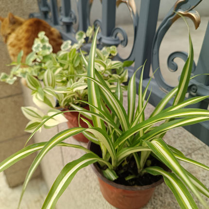 金边金心银心青叶吊兰植物室内阳台庭院小绿植盆栽垂吊观叶