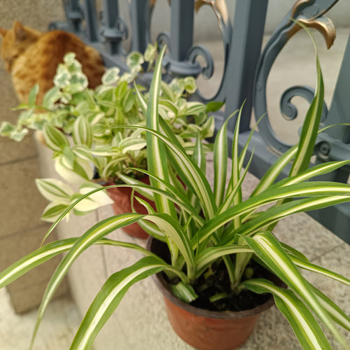 金边金心吊兰小盆栽观叶植物
