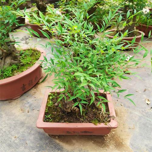 绿化绿植南天竹沁人心脾的味道