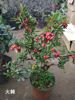 观果观花火棘四季长青庭院