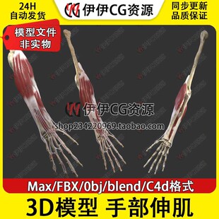3D模型素材3Dmax医学模型手部关节伸肌结构解刨手臂肌肉骨骼肌C4D