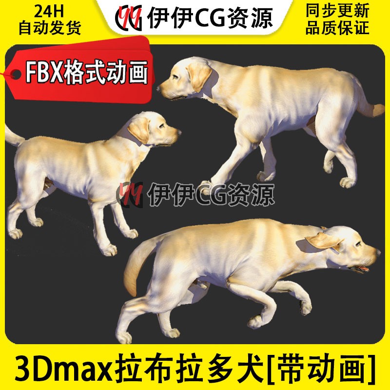 3DMax动物模型3D模型拉布拉多犬FBX动画文件3D家狗dog导盲犬警犬