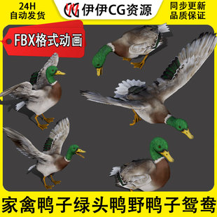 3DMax动物模型3D模型家禽鸭子duck绿头鸭野鸭子鸳鸯FBX动画文件