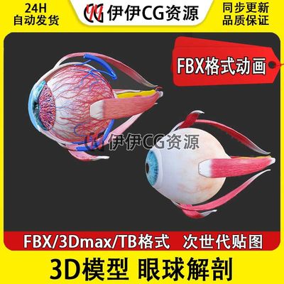 3D模型3Max次世代眼球解剖眼球内部结构眼睛结构剖面人体器官FBX
