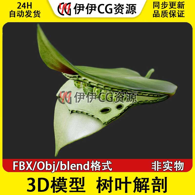 3D模型FBX生物植物光合作用绿色植物叶片解剖光合作用obj文件PBR 商务/设计服务 设计素材/源文件 原图主图