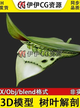 3D模型FBX生物植物光合作用绿色植物叶片解剖光合作用obj文件PBR