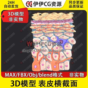 3D模型素材3Dmax文件医学结构表皮肤解剖皮下组织腺体横截面PBR