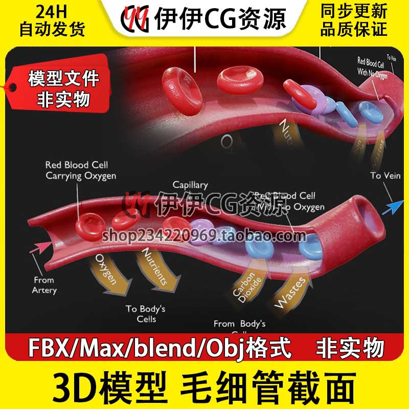 3D模型FBX医学模型人体血管血液细胞毛细横截面解剖内部血桥板PBR