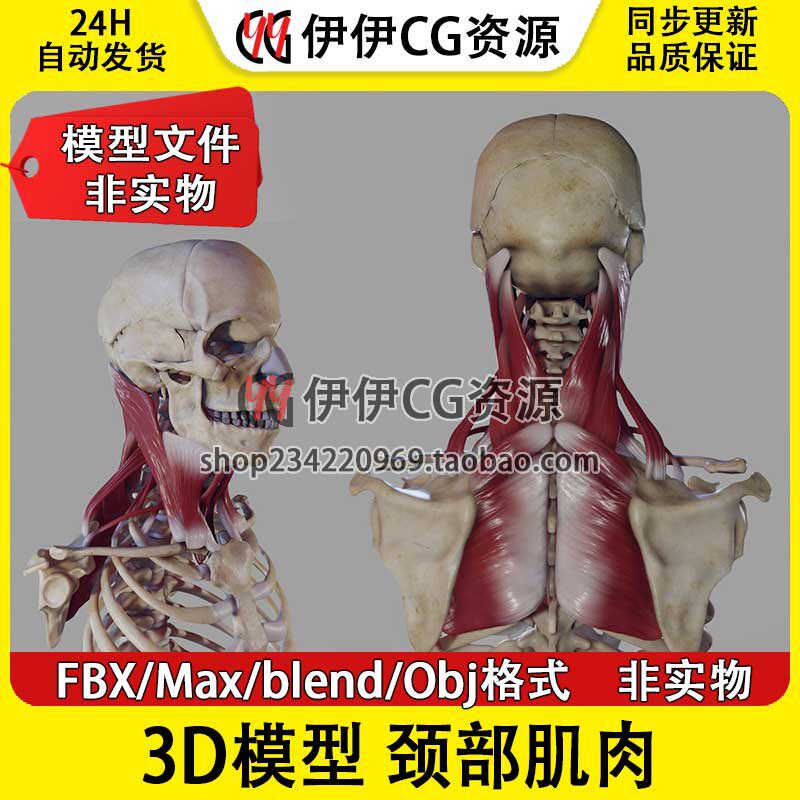 3D模型3Dmax FBX医学结构解剖颈部肌肉椎前肌脊柱颈伸肌blend格式