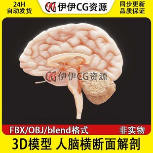 PBR大脑剖面人脑 3D模型FBX医学结构解剖人脑横断面解剖blend格式