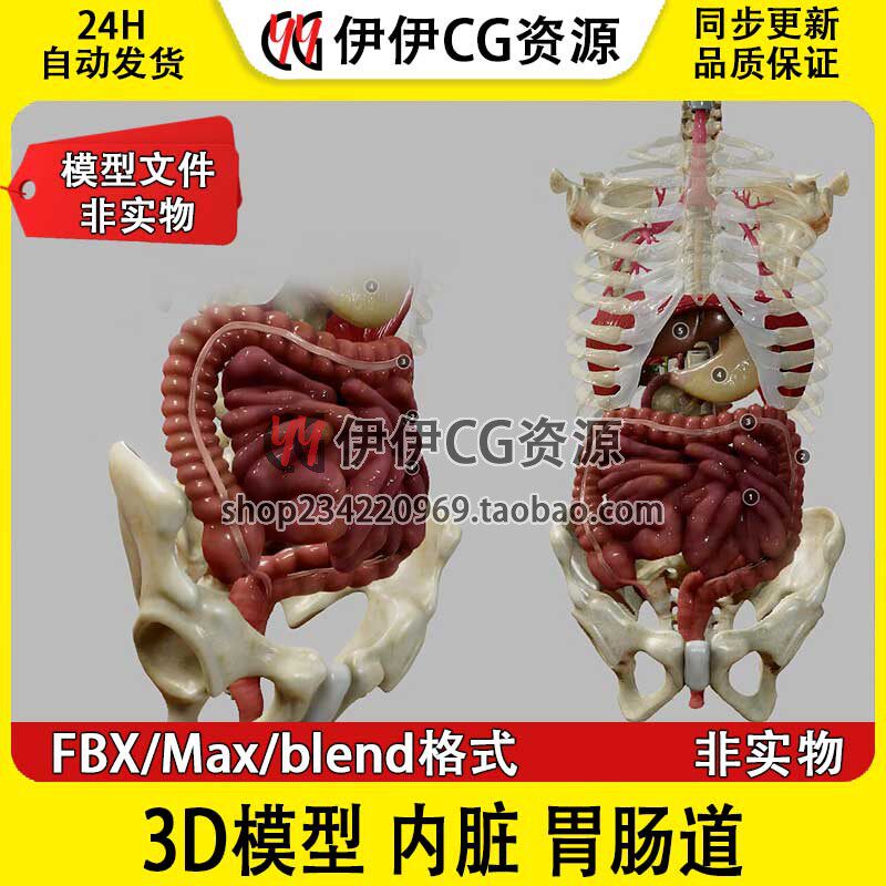 3D模型素材3Dmax医学人体解剖胃肠道大肠小肠肺部胆内脏Blender