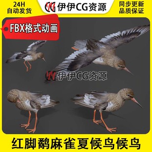 3DMax动物模型3D模型红脚鹬飞禽鸟麻雀夏候鸟冬候鸟鹬FBX动画文件