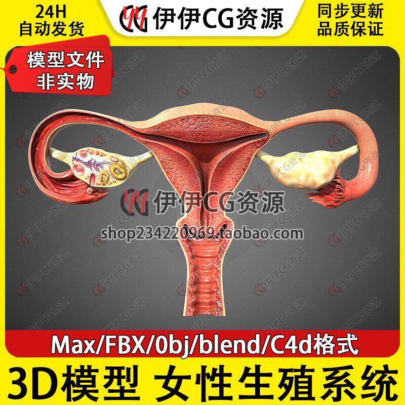 3D模型3Dmax医学结构解剖人体女性生殖系统blend子宫解剖卵巢FBX