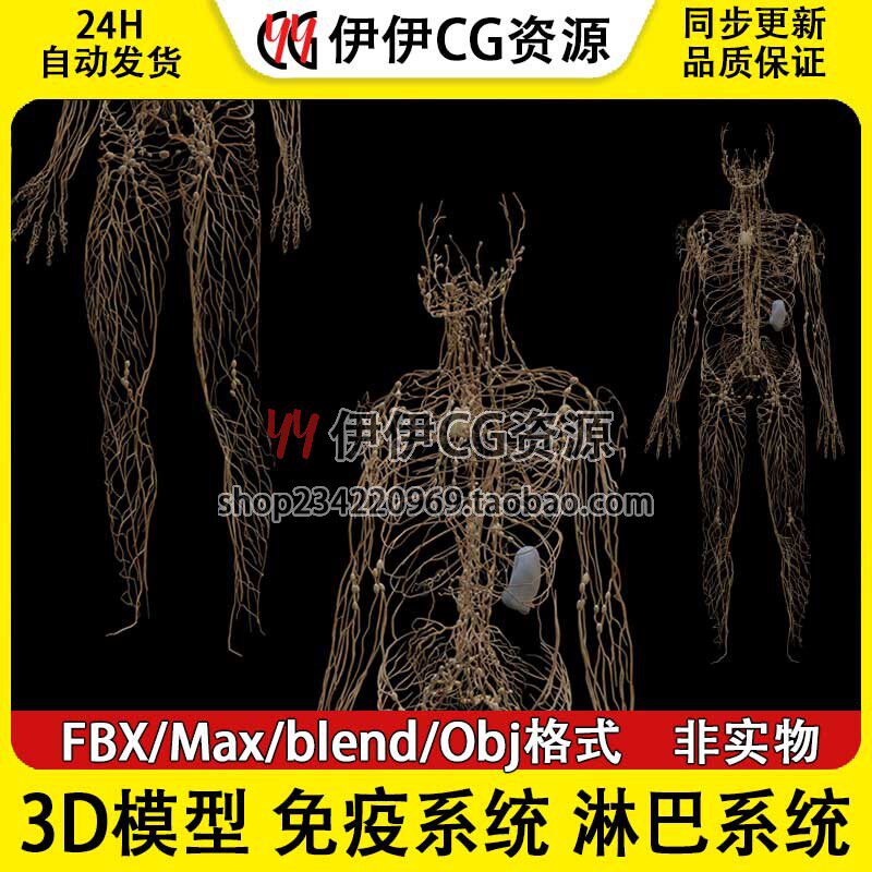 3D模型FBX医学结构解免疫系统淋巴系统毛细淋巴管PBR材质3Dmax图片