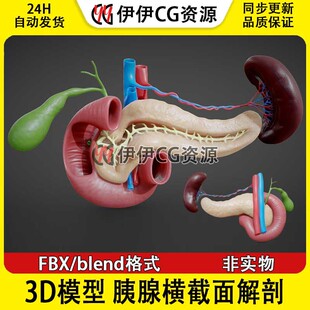 3D模型FBX医学结构解剖Pancreas胰腺横截面解剖肾胃胆blend格式