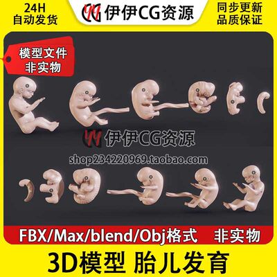 3D模型3Dmax FBX医学结构解剖胎儿胚胎发育阶段生长周期blend格式