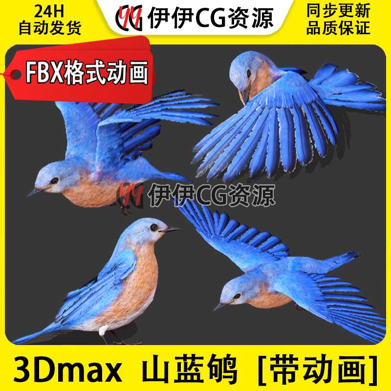 3DMax动物模型3D模型燕子蓝鸲飞鸟飞禽鸟蓝鸟FBX动画文件3D知更鸟