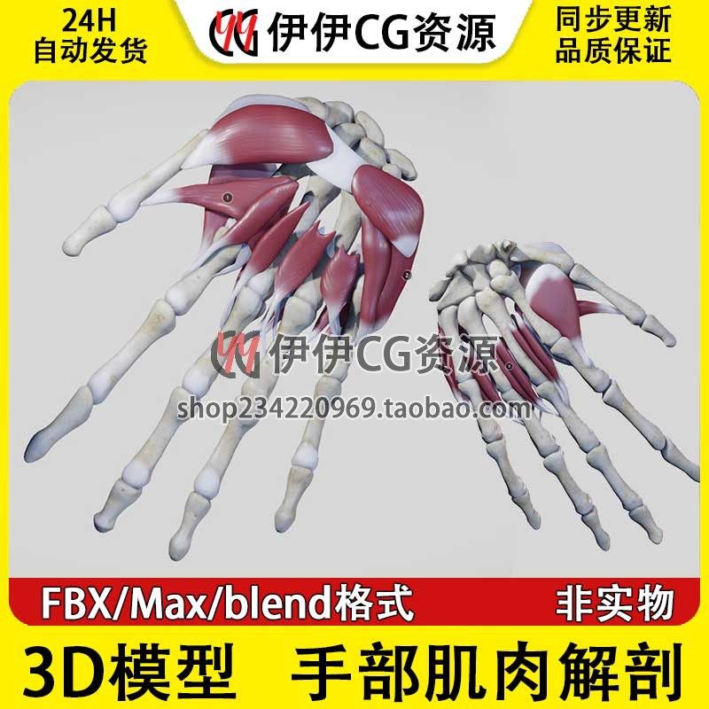 3D模型素材3Dmax文件医学模型手部解剖手掌肌肉骨骼手骨Blender