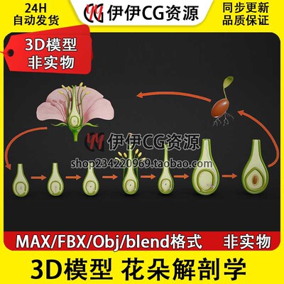 3D模型素材3Dmax文件植物花朵解剖学 花卉 花瓣 花蕊 子房阶段PBR